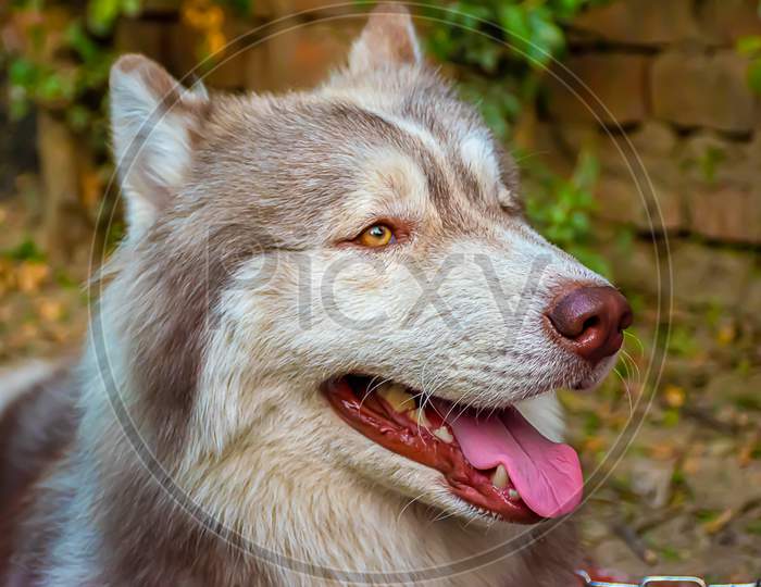 Portrait Of Siberian Husky Dog Isolated On Blurred Background