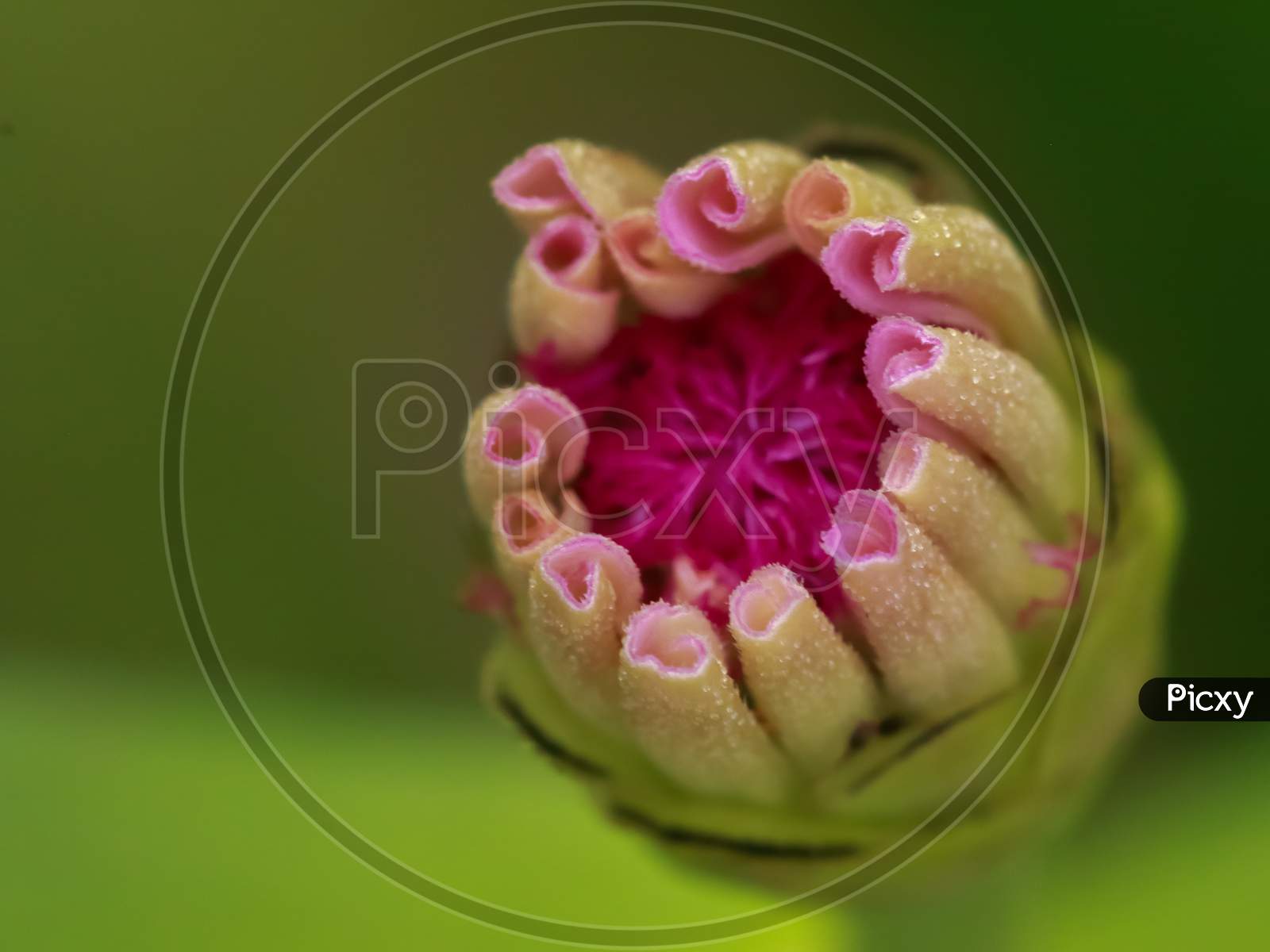 A close up macro image of a zinnia flower bud about to bloom