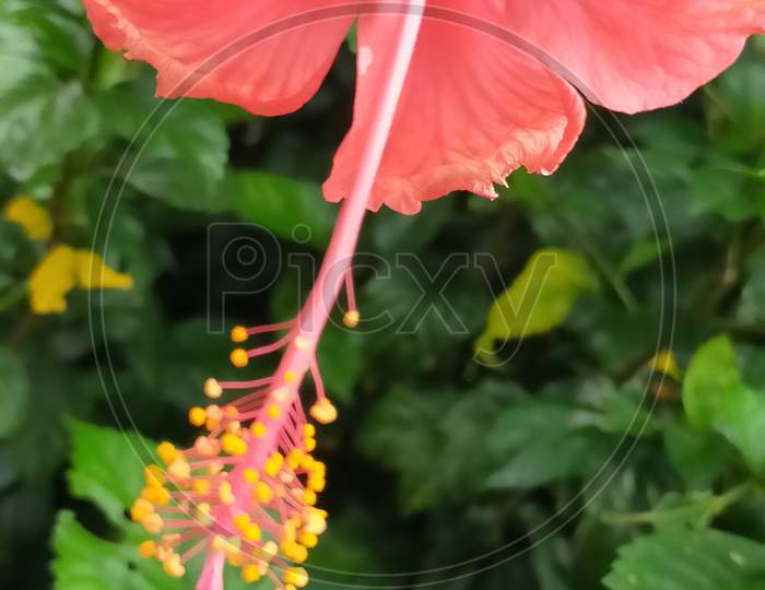Red hibiscus flower photography