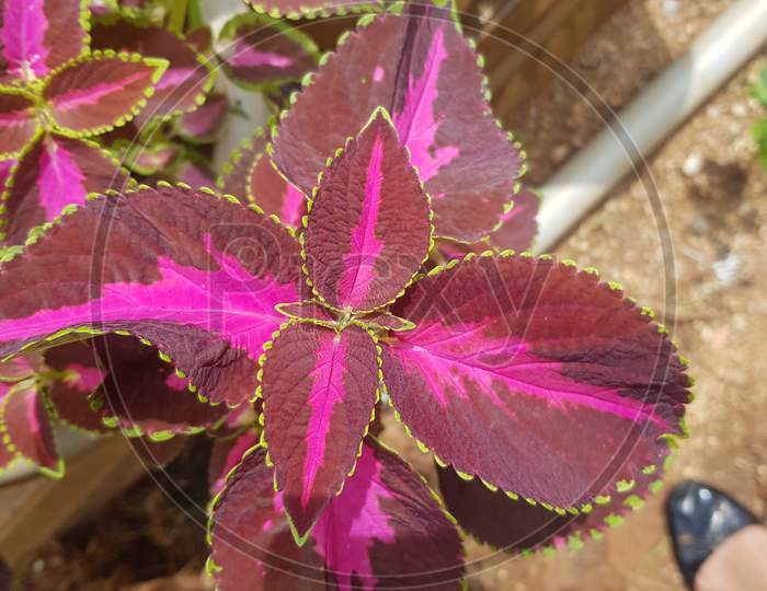 Plectranthus scutellarioides red and green leaves of the coleus plant