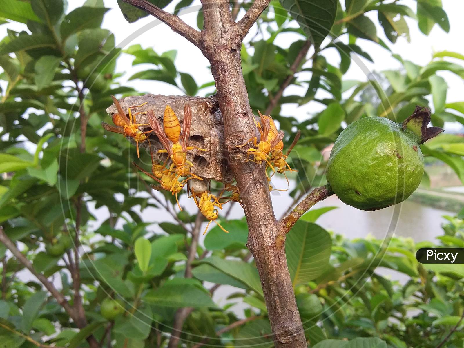 The wasp is living in a nest on the branch of the guava tree.