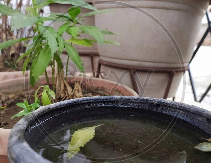 Water pot