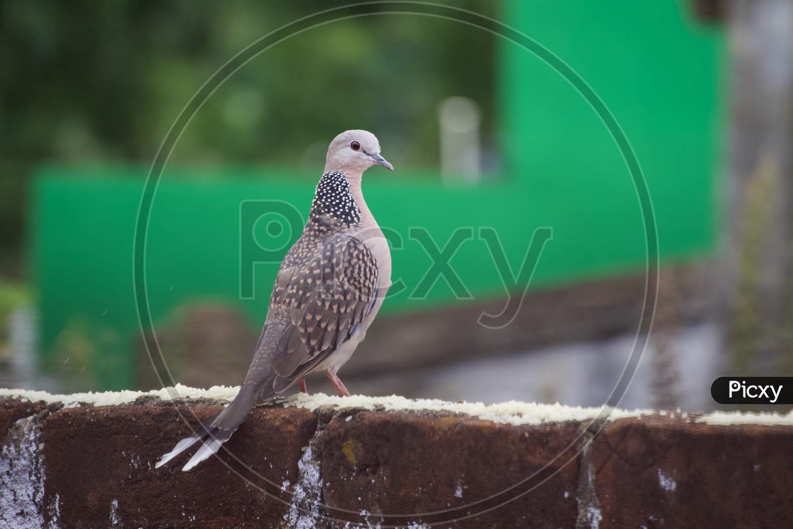 Spotted dove in the wall
