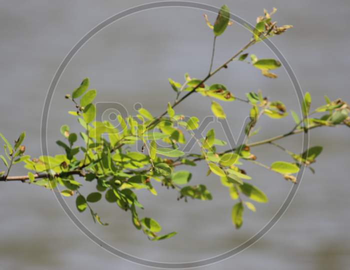 Closeup photography of leafs and water