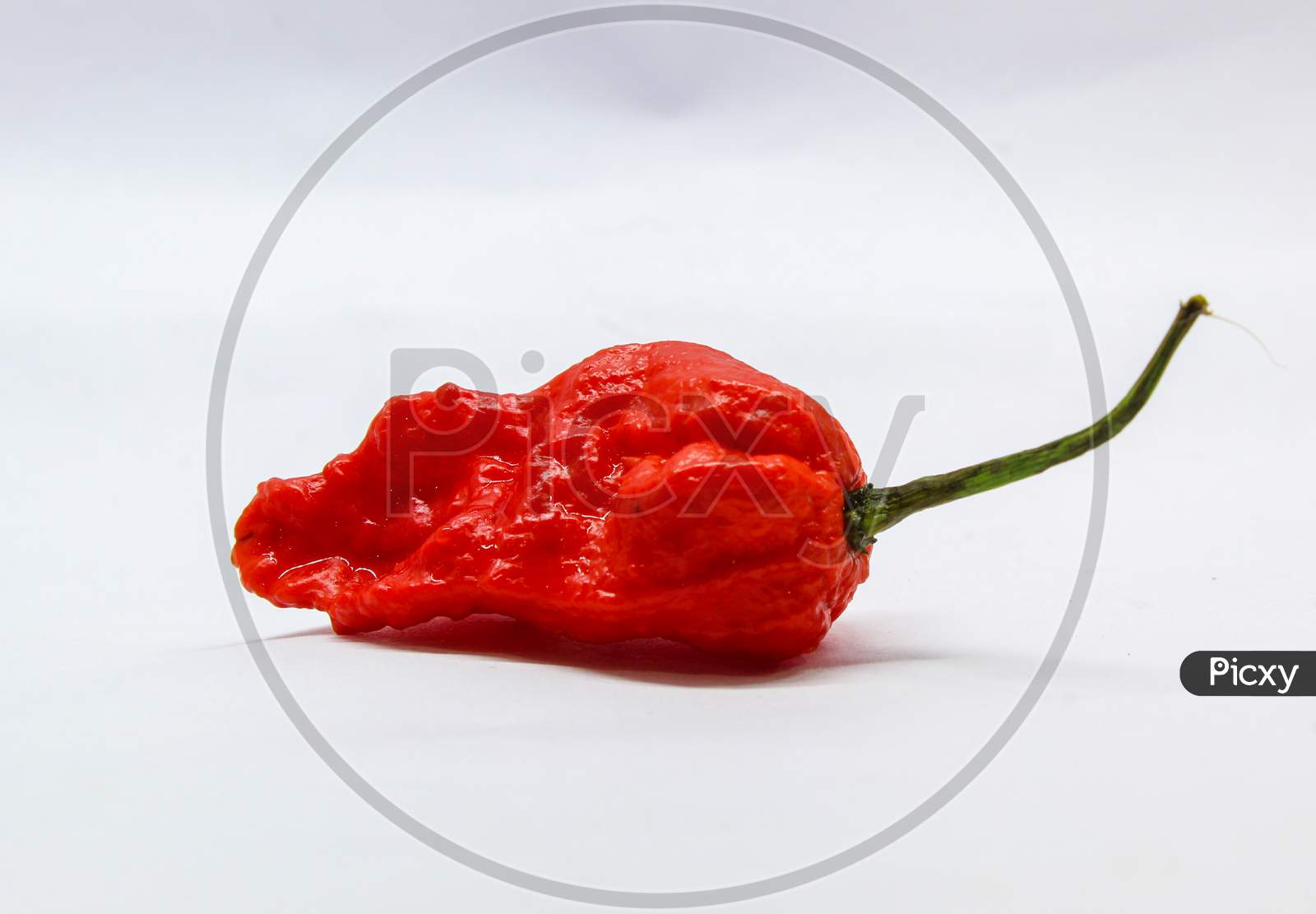 Hottest chilli