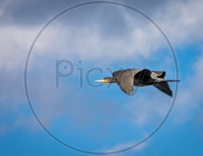 Black Cormorant Bird Flying Against Blue Sky And Clouds