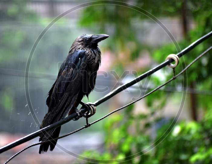 Crows Standing In The Rain On The Branch