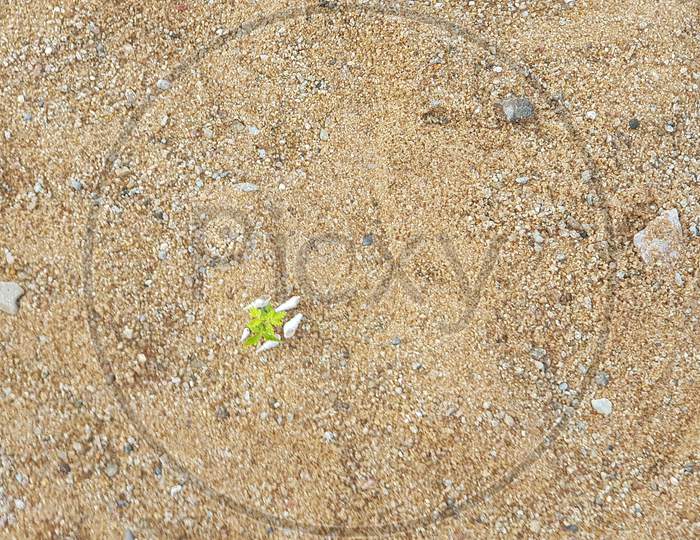 Medicinal neem leaves on sand background