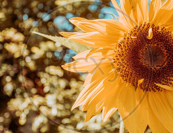 An Horizontal Shot Of A Bright Sunflower During Summer