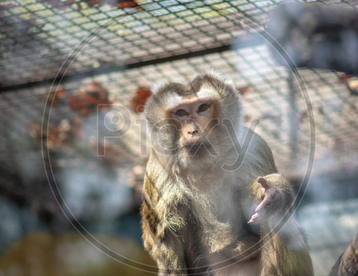 Macaque Monkey In A Cage At The Beijing Zoo