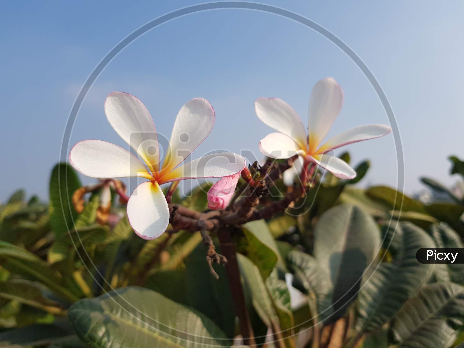 Image of Plumeria pink flower with nature background to create a