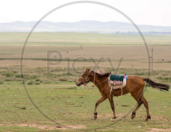 Horse In The Grassland Of Inner Mongolia, China