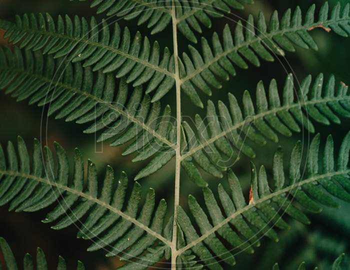 A Close Up Of A Fern From Above