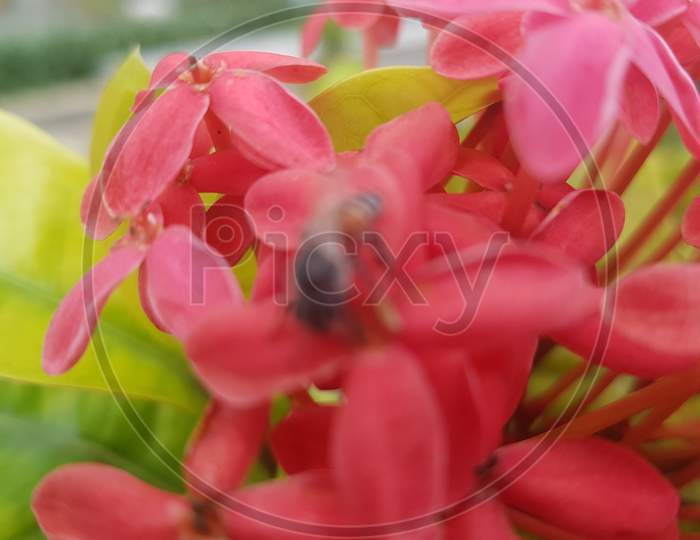 Tropical flowering plant loosestrife and pomegranate family pink with green