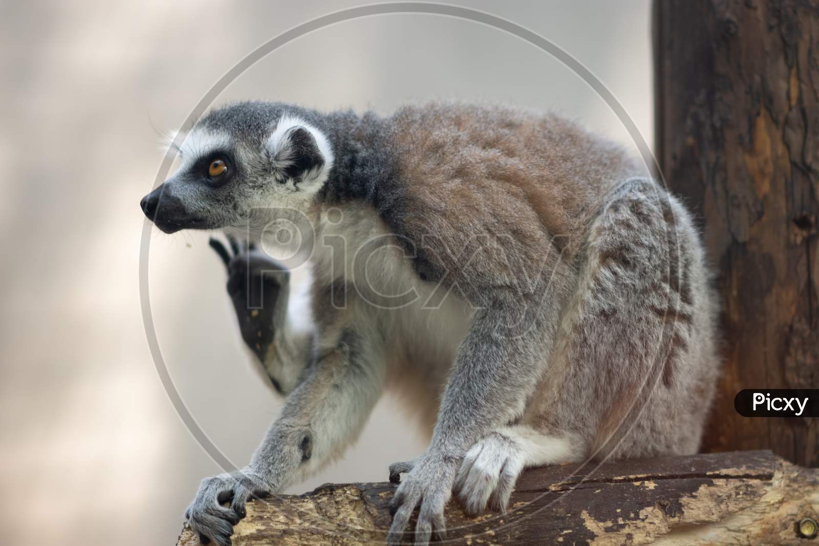 The Ring-Tailed Lemur Lemur Catta In Beijing Zoo