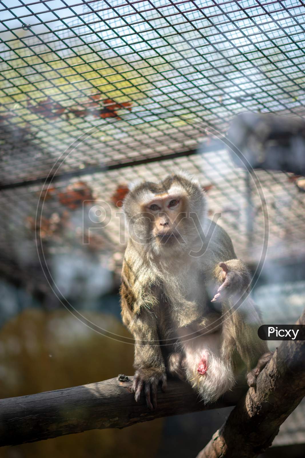 Macaque Monkey In A Cage At The Beijing Zoo