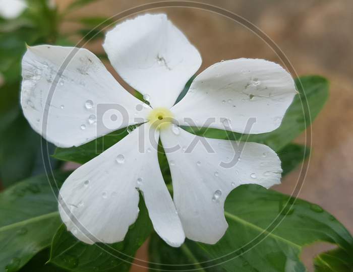 A white Vinca rosea with water droplets