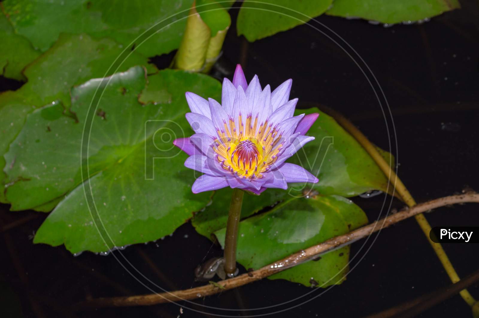 Water Lily Surrounded By Lily Pads In A Pond