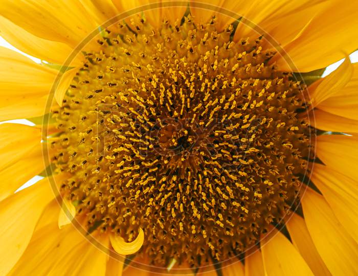 A Close Up Of A Sunflower During Summer