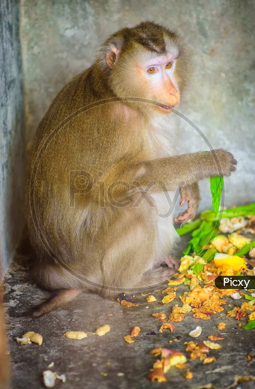 Macaque Monkey Eating At The Beijing Zoo