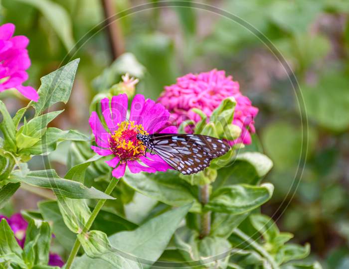 Beautiful Dark Blue Tiger Butterfly Is Collecting Nectar From Common Zinnia Flower In Nature, With Blurred Background (Selective Focus)
