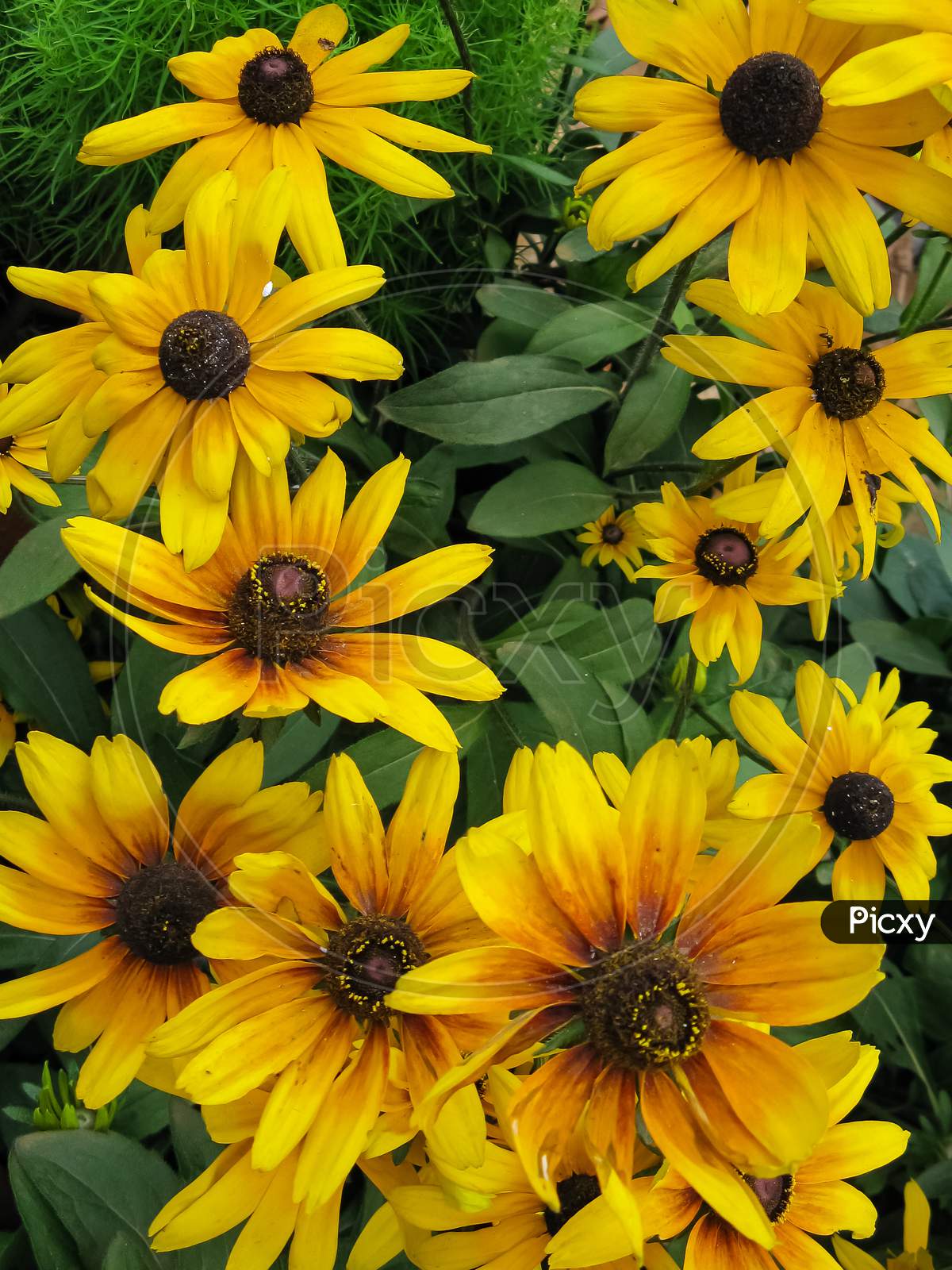 bunch of yellow flowers blooming with rich colors