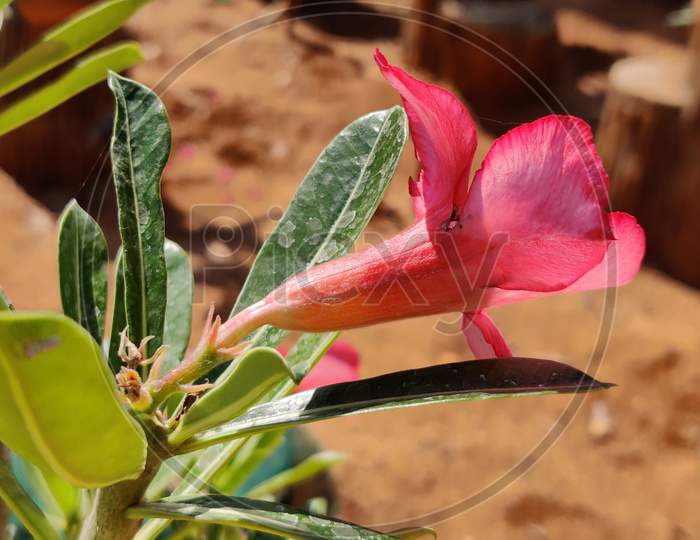 Pink adenium flowers with green leaves background
