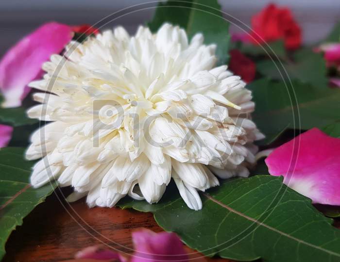 white coloured chamanthi flowers in india