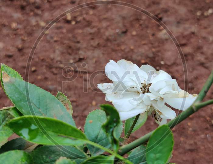 White rose in nature on green background