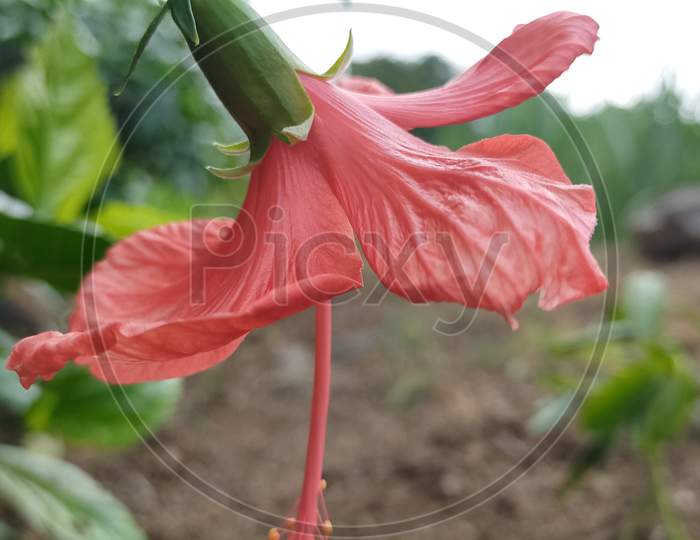 Red hibiscus flower photography