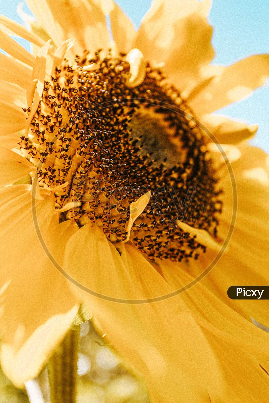 Super Colorful Sunflower Filled With Petals During Summer