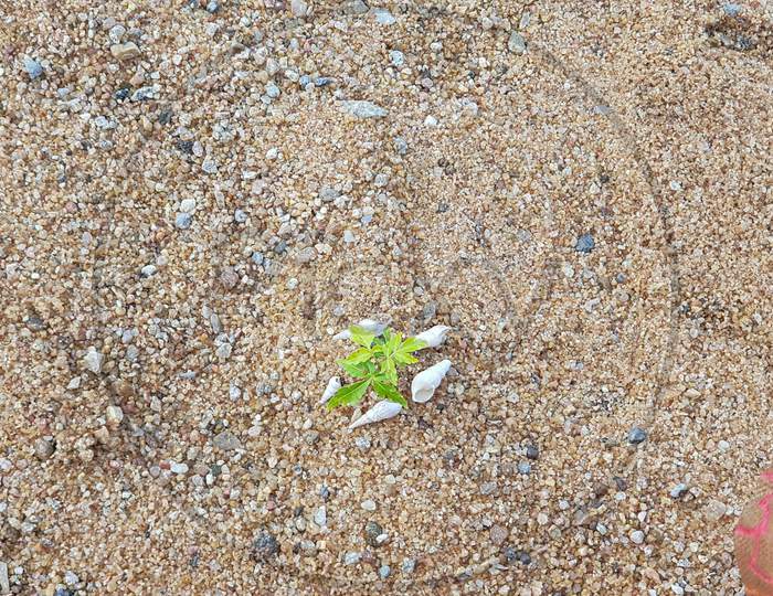 Medicinal neem leaves on sand background