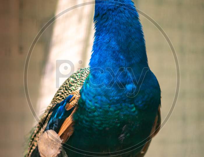 Male Indian Peafowl Pavo Cristatus Peacock Native To The Indian Subcontinent