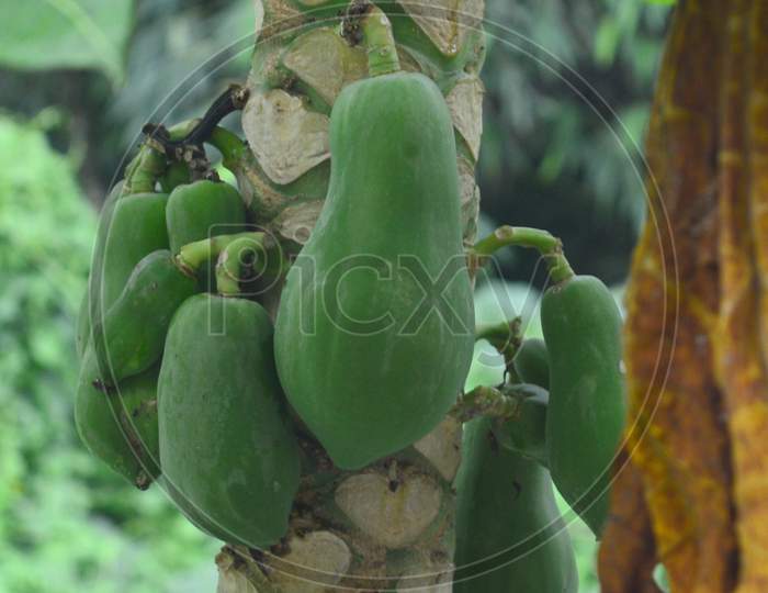Papaya Fruits of Papaya tree in garden