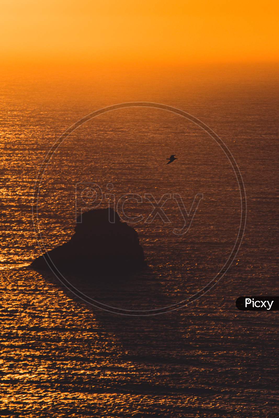 Seagull Flying Over The Ocean During A Sunset With Orange Tones