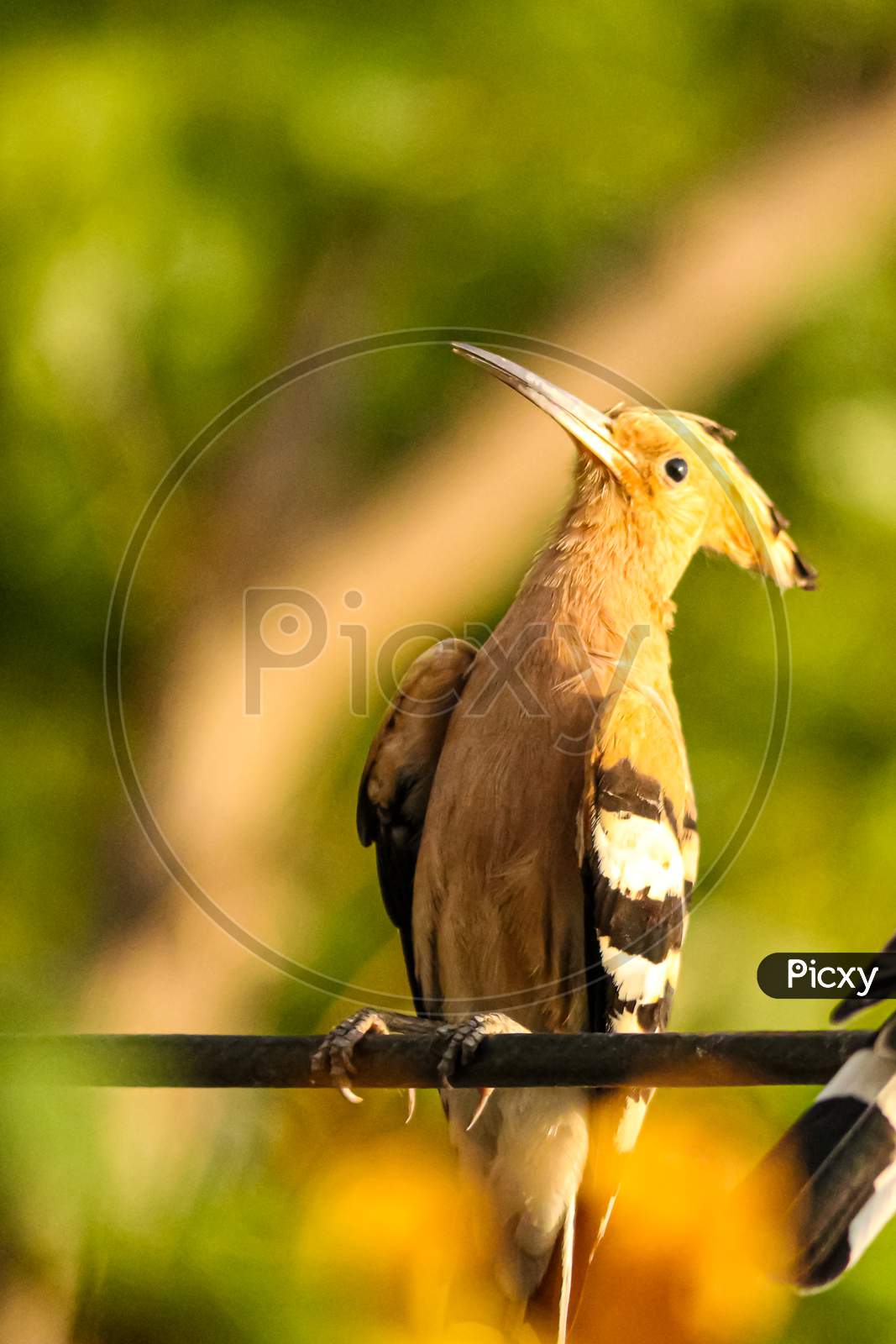 Hoopoe bird posing on a wire