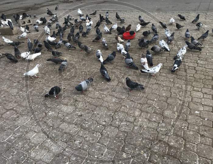 Group Of Pigeon Are Eating Grains Or Feather In Road Side Like Interlocking Area And Feed By One Great Human Being Bird Feeder For This Innocent Creatures