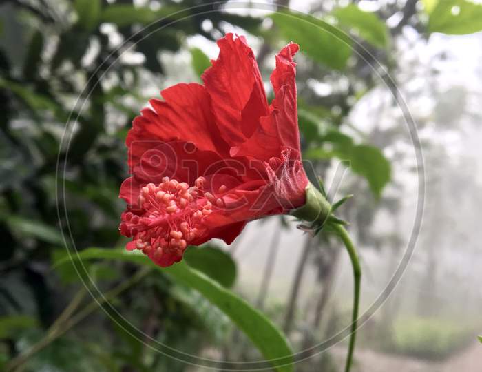 Beautiful Glossy Red Flower