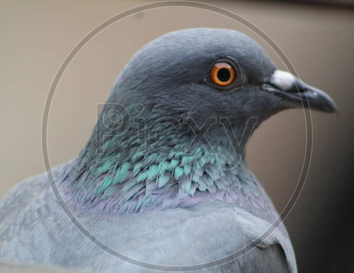 Closeup Of Pigeon Bird Brown Beautiful Bird