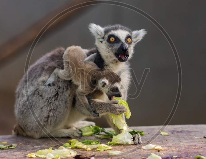 The Ring-Tailed Lemur Lemur Catta With Baby Lemur In Beijing Zoo