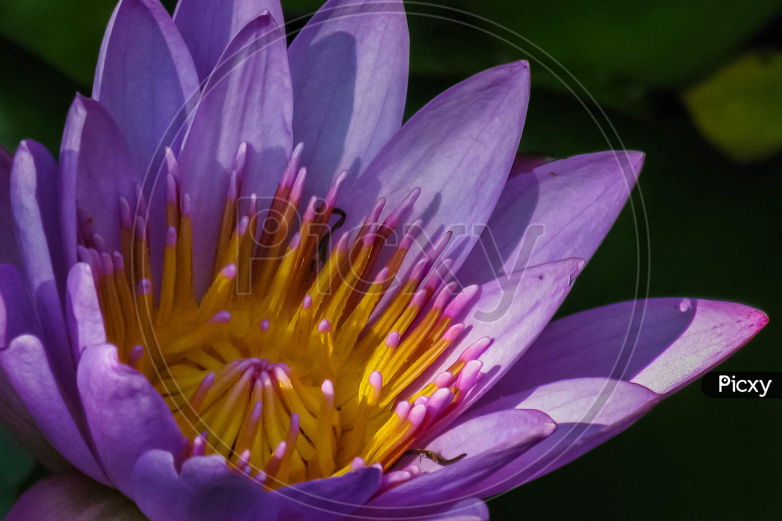 A water Lilly on water with green leaves and dark background