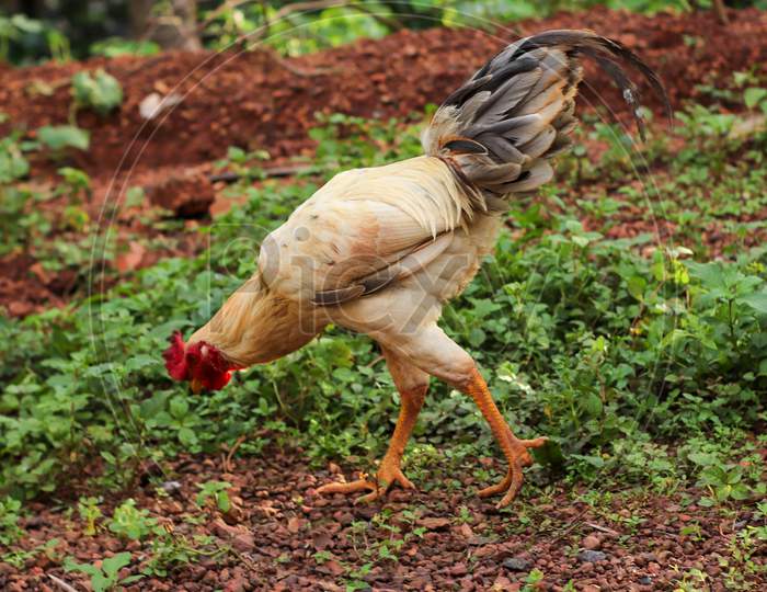 Rooster Walking And Eating In The Ground.