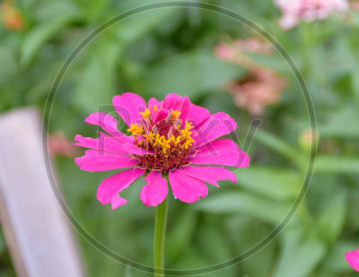 Closeup Picture Of Common Zinnia Flower With Blurred Background (Selective Focus)