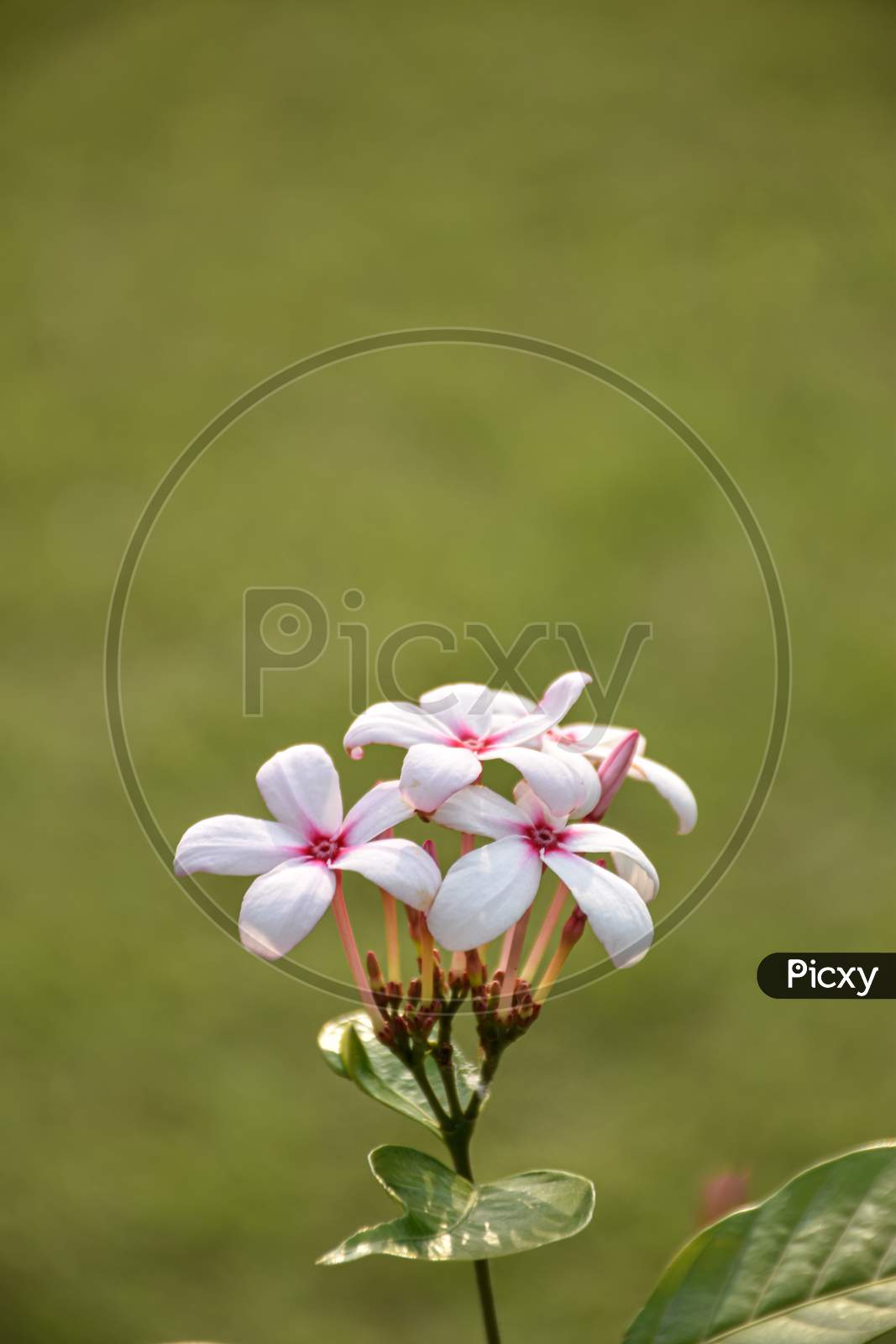 Closeup Picture Of Kopsia Flower Or Kopsia Fruticosa, Is A Genus Of Plant In Family Apocynaceae First Described As A Genus In 1823