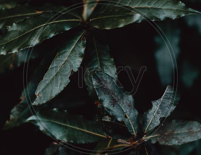 Close Up Of Some Dark And Green Toned Leaves