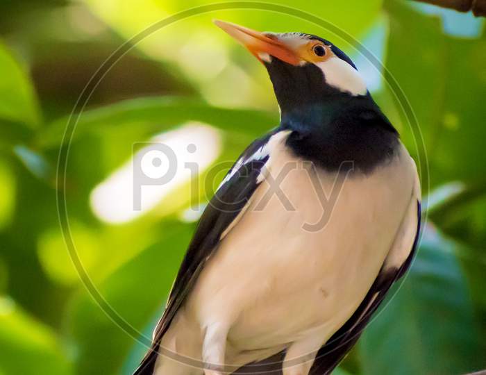 Asian Pied Starling Or Pied Myna