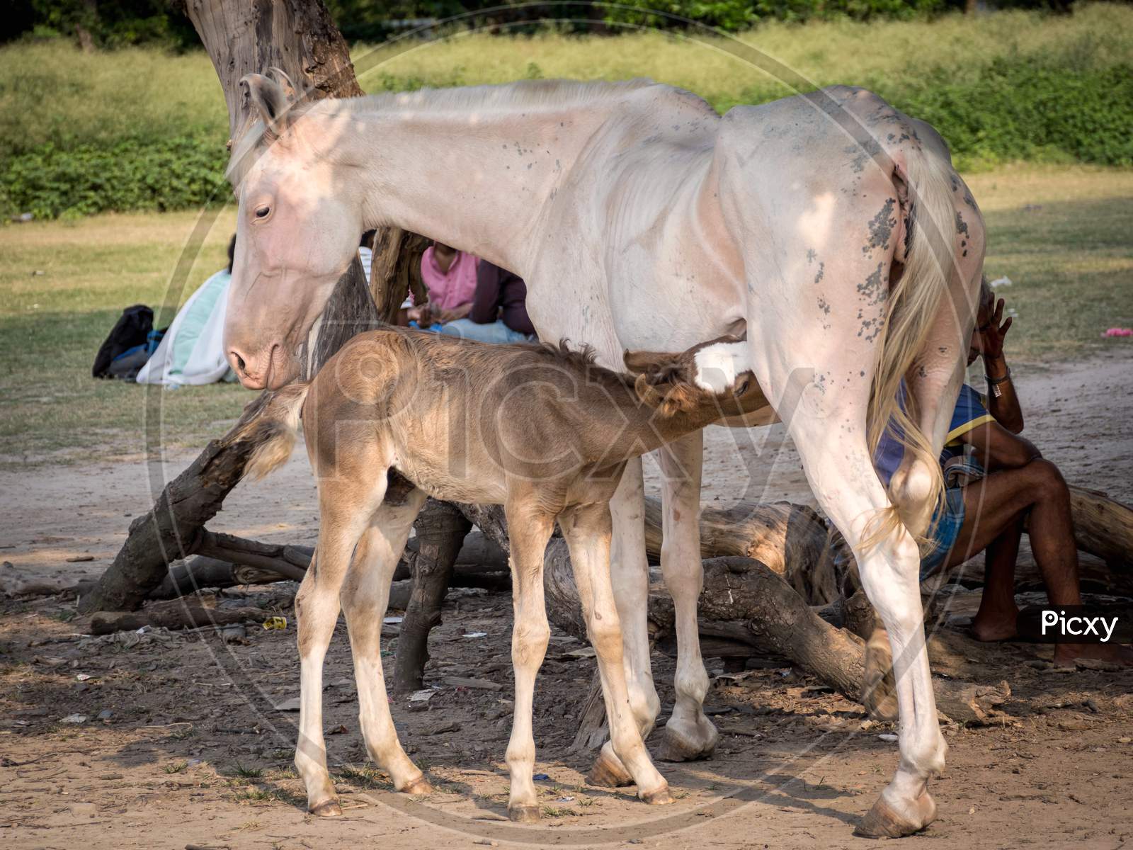 Mother Horse Feeding Her Foal, Baby In Countryside, Farming.