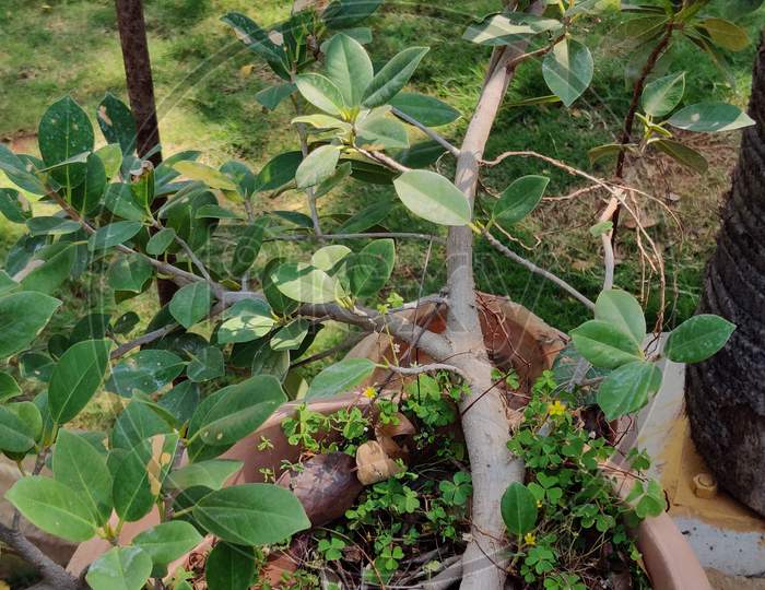 Indian national tree Ficus salicifolia leaves in outdoor garden