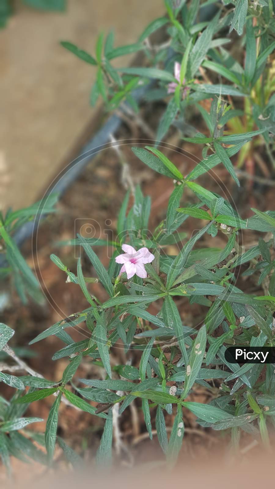 Blooming mexican petunia or Ruellia flower