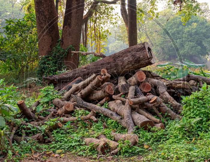 Pile Or Heap Of Cut Tree Trunks On The Ground Or Soil At Acharya Jagadish Chandra Bose Indian Botanic Garden Of Shibpur, Howrah Near Kolkata